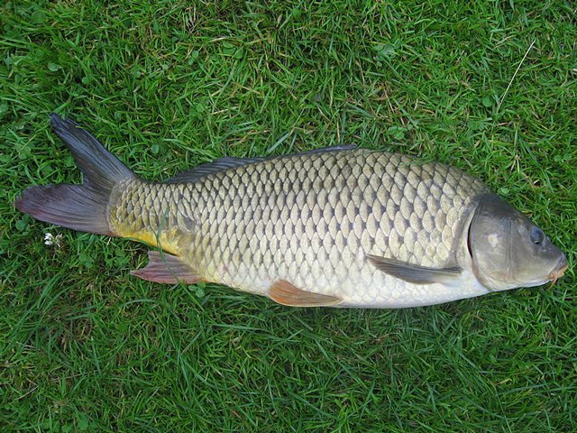 Midmar Dam Very Good Bass & Carp Fishing