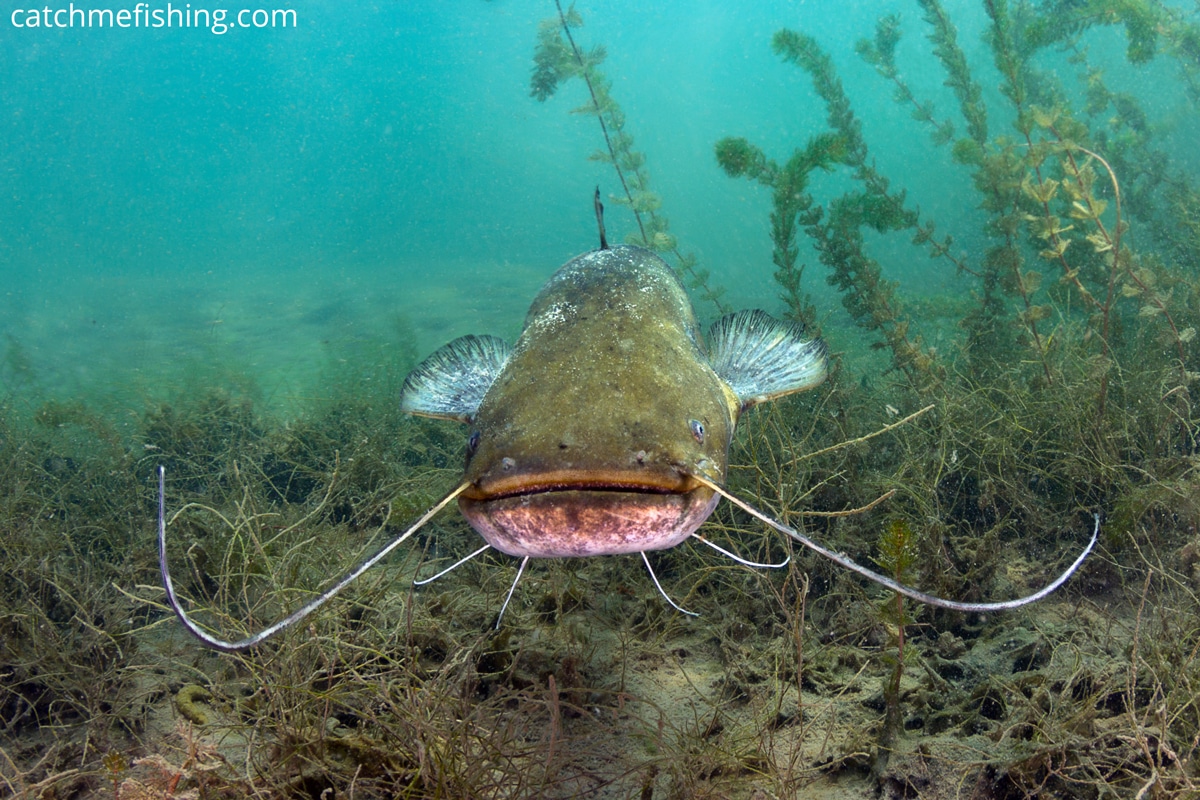 Catfish in the river while fishing