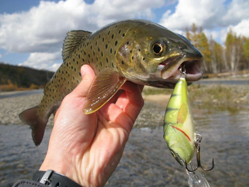 trout with lure in its mouth held by angler