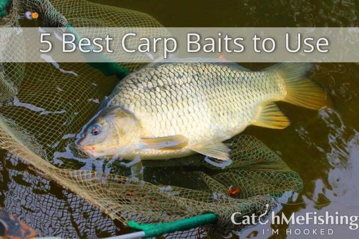 5 best carp baits to use
