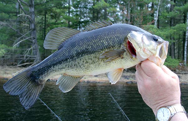 bass fishing category