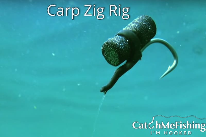 the best carp bait a zig rig