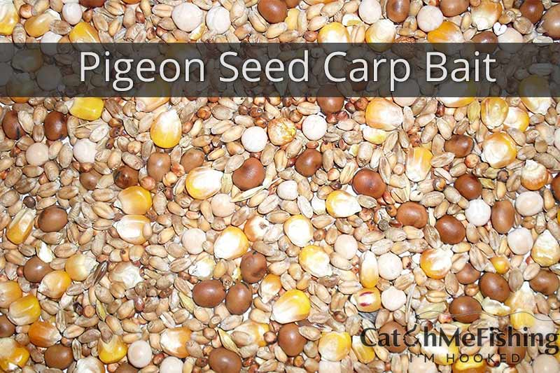 pigeon seed as a great carp fishing bait