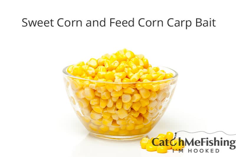 the best carp bait sweet corn and feed corn