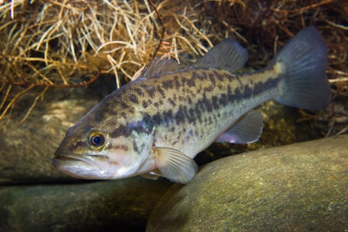 What Do Largemouth Bass Eat, Largemouth bass underwater