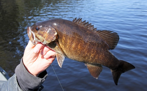 Smallmouth Bass held in the hand of a fisher