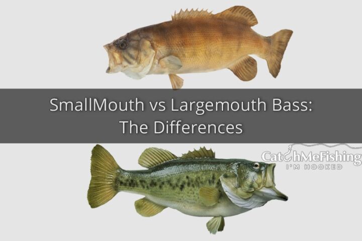 Smallmouth vs Largemouth Bass The Differences