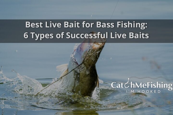 Best Live Bait for Bass Fishing 6 Types of Successful Live Baits