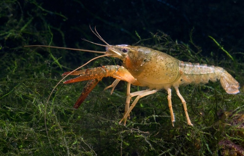 Crayfish What Do Bass Eat
