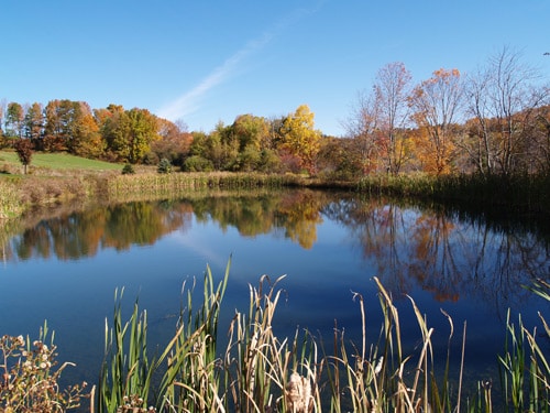 Pond with bass fish