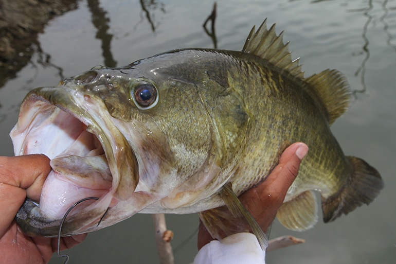 Largemouth Bass caught using a senko
