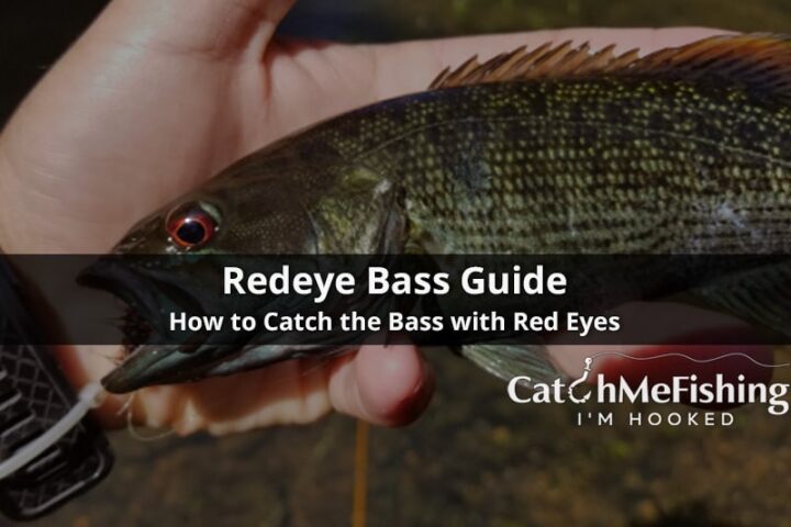 Redeye Bass Guide How to catch the Bass with Red Eyes