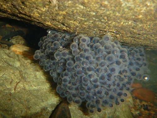 Bass spawning eggs nest under the water between a rock.
