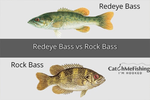 Redeye Bass vs Rock Bass