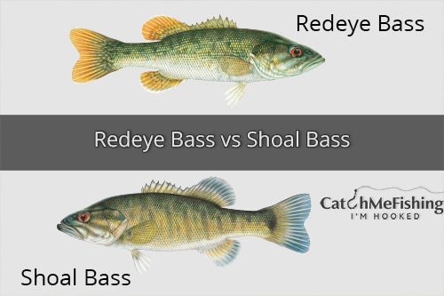 Redeye Bass vs Shoal Bass