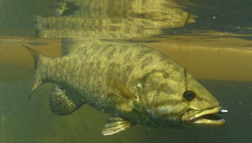 Smallmouth Bass Under Water