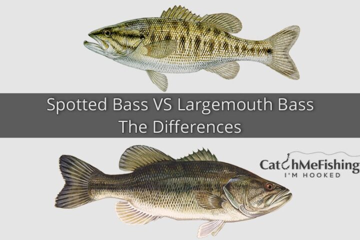 Spotted Bass VS Largemouth Bass The Differences