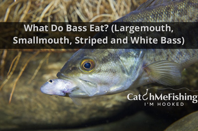 What do bass eat largemouth smallmouth striped white