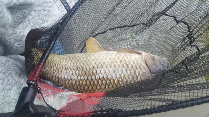 carp caught on sweetcorn at foxhouses