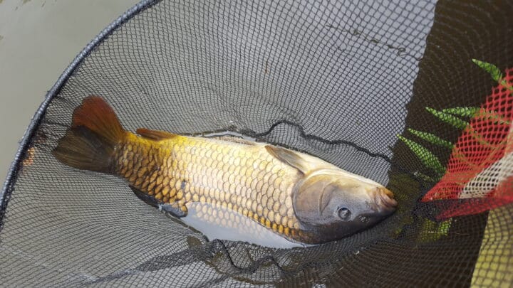 A lovely carp caught at foxhouses fishery