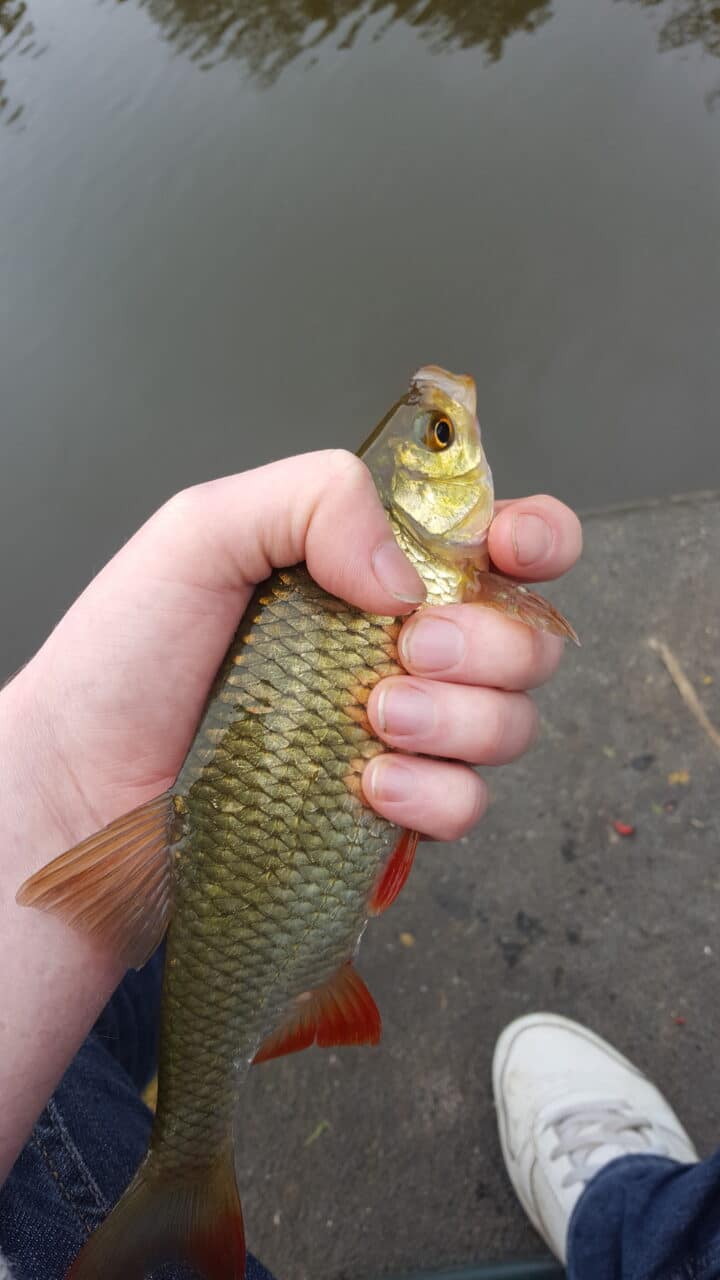 Roach caught at foxhouses fishery