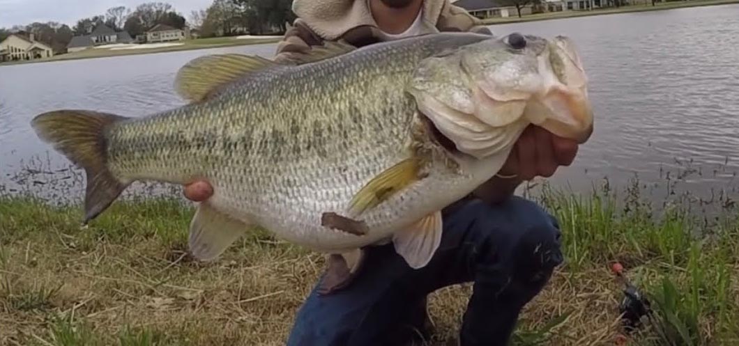 Man Catching bigger bass