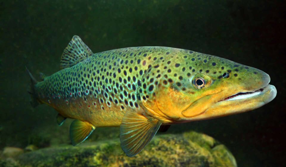 Brown trout under the water