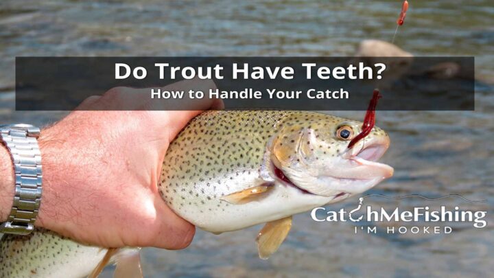 Do Trout Have Teeth How to Handle Your Catch