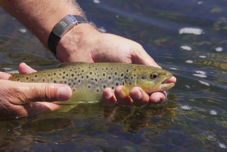 Fisherman holding a trout properly