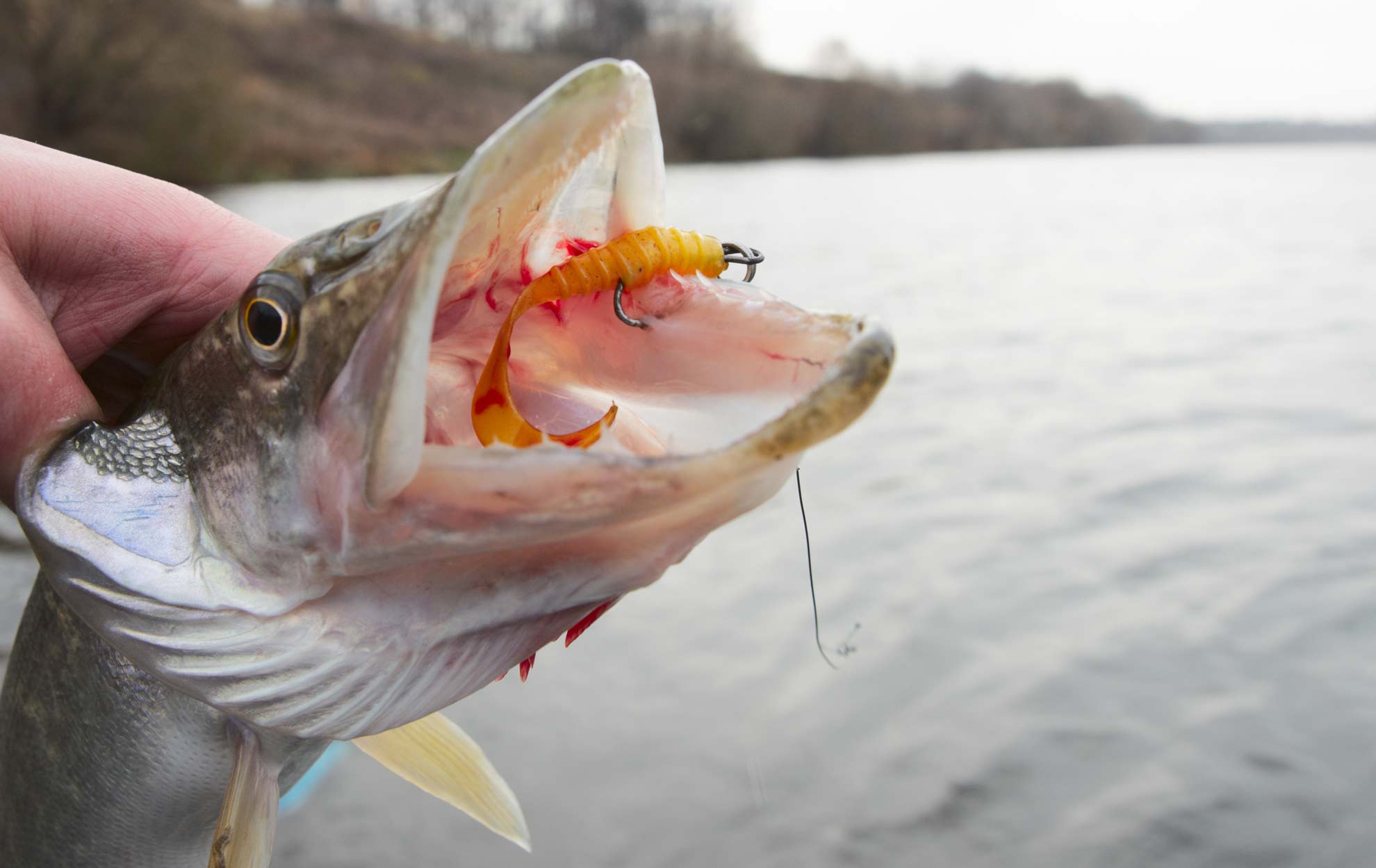 Northern pike mouth hook removal