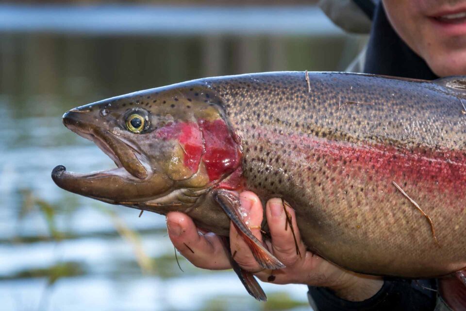 Fisherman holding a Rainbow trout