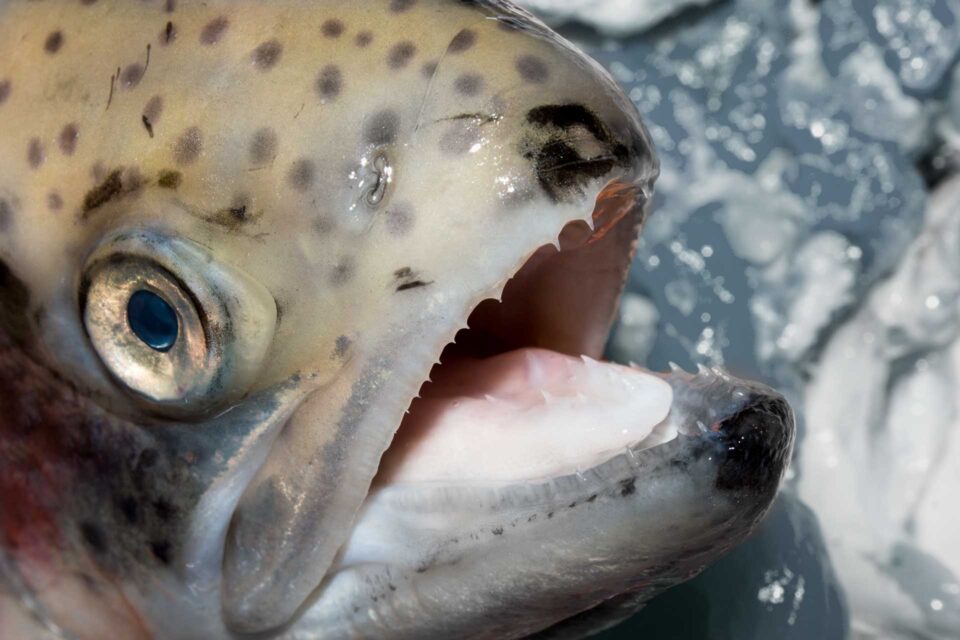 Trout with open mouth showing teeth