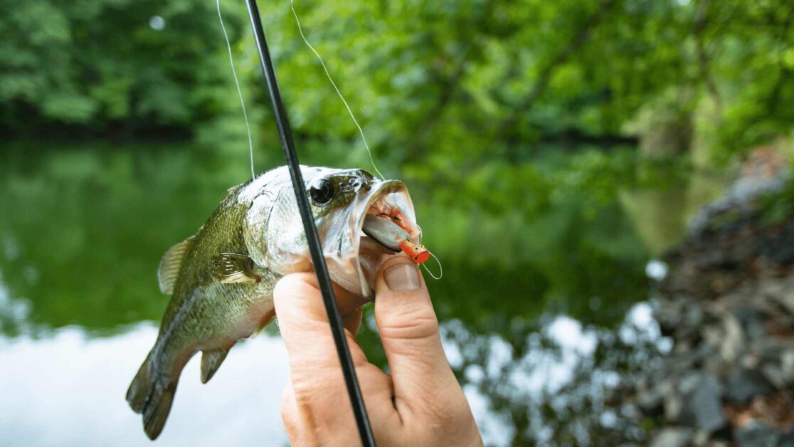 Bass fish with hook and holding