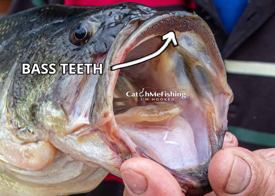 Bass teeth close up shot