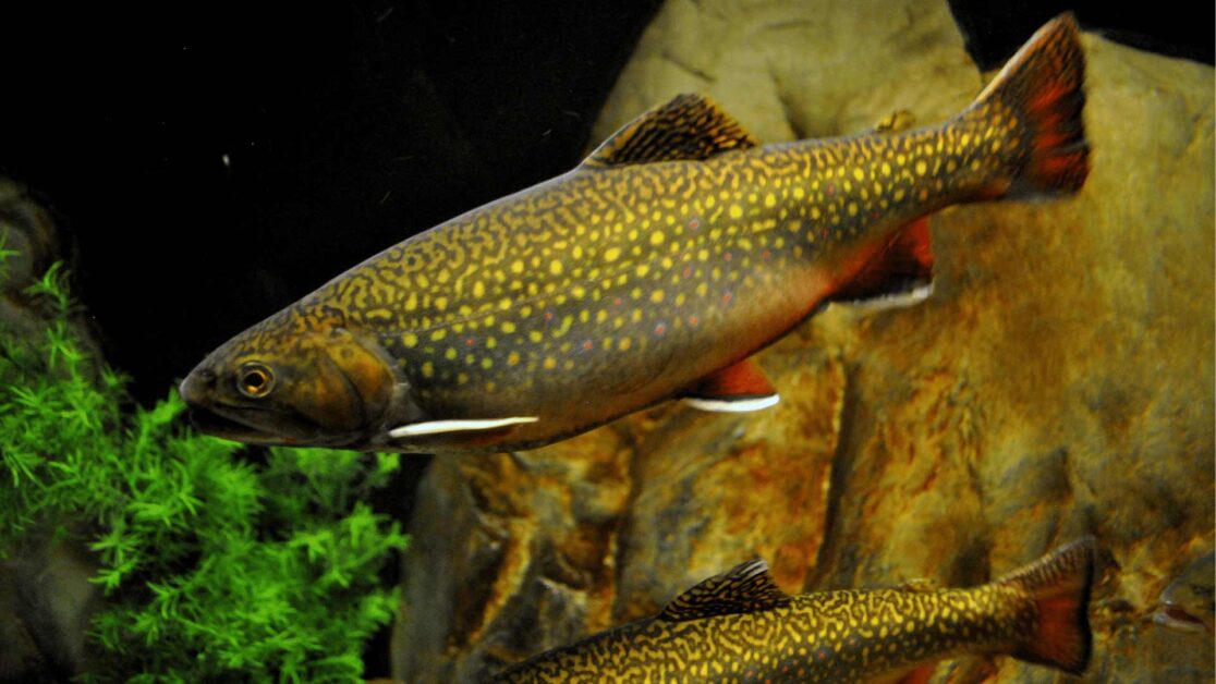 Brook trout appearance under the water