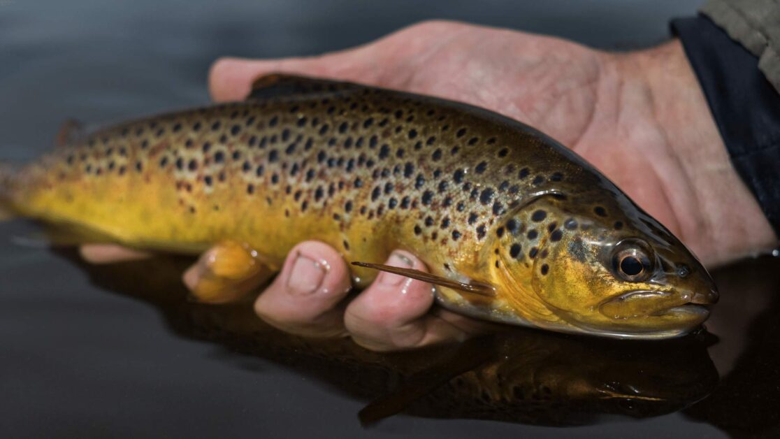 Brown trout appearance held above the water in a hand