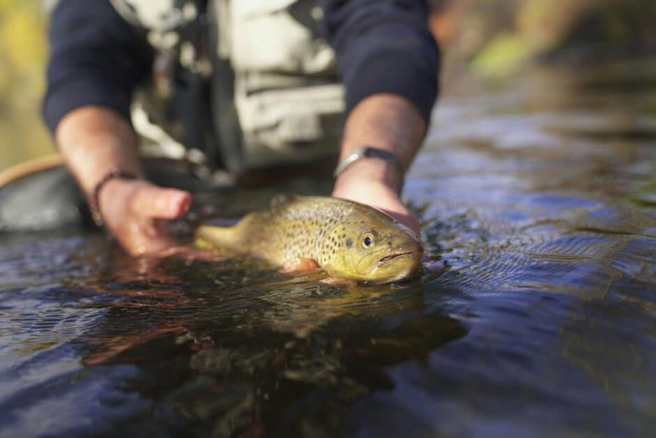 Catching a trout on the brezos river