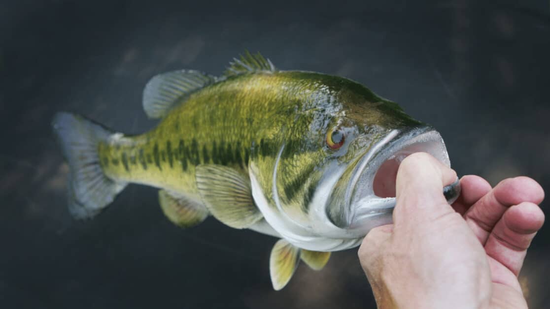 Closeup hand holding largemouth bass