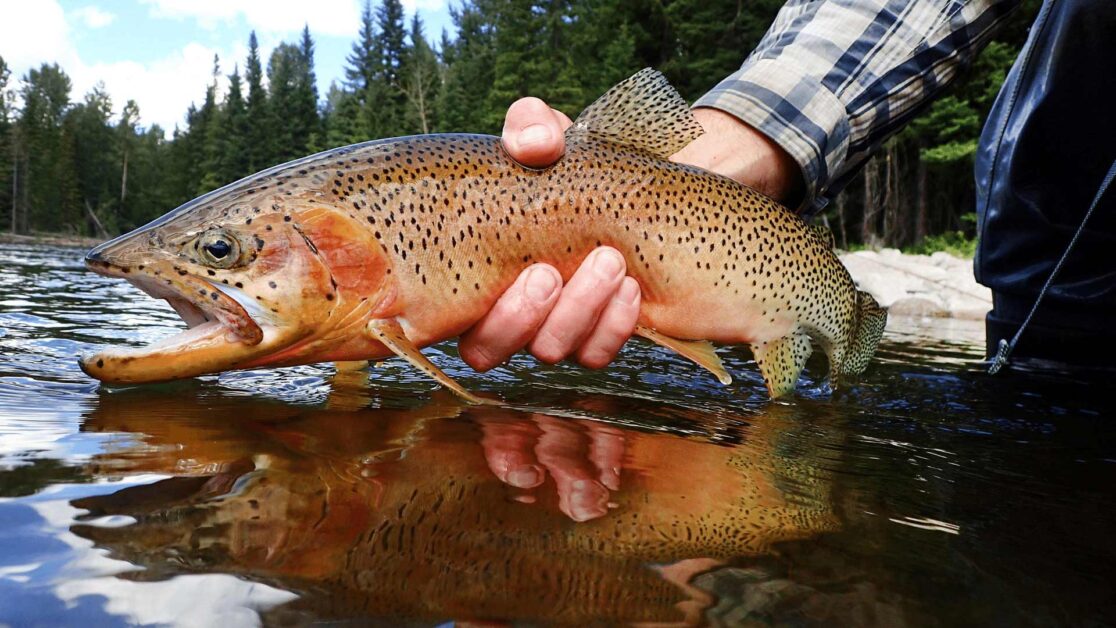 Cutthroat trout appearance held above the water