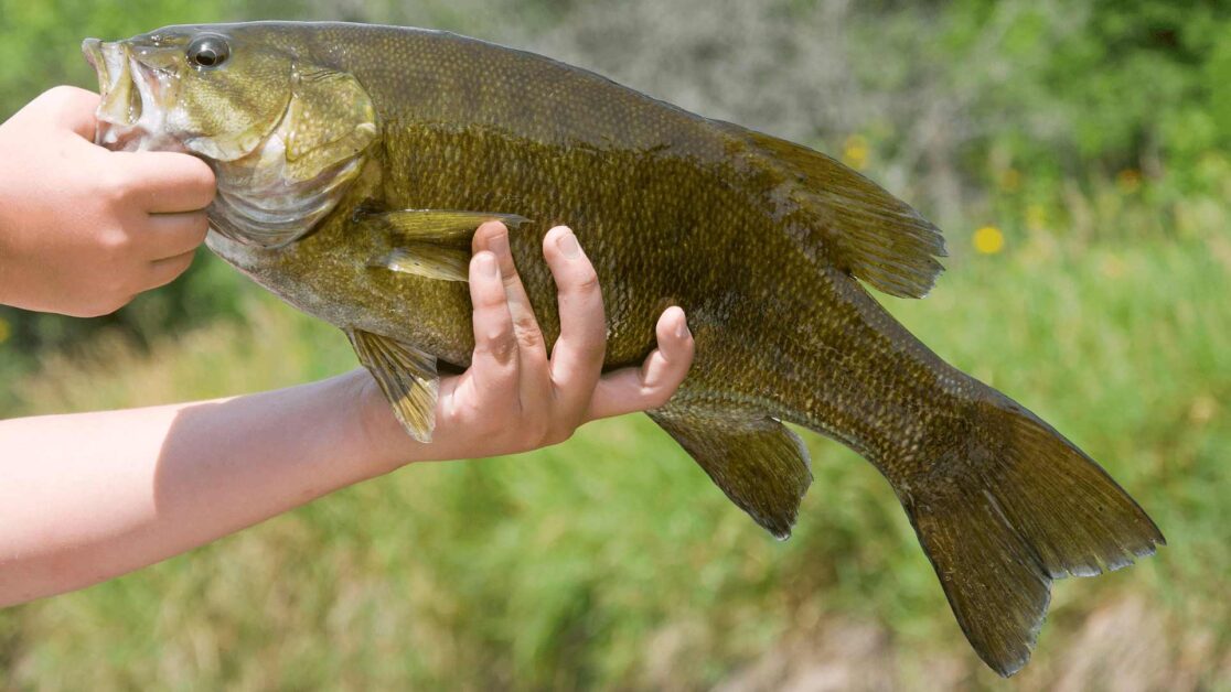 Holding smallmouth bass