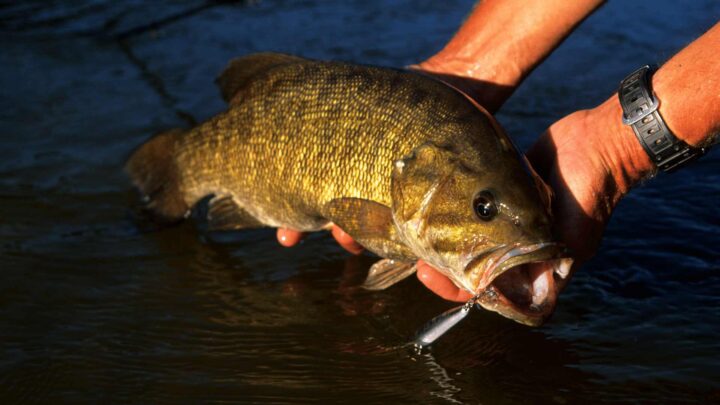 Smallmouth bass fishing tips and catching a smallmouth bass holding it above the water