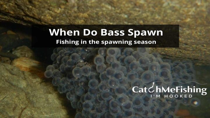 How to Fish Spawning Season When Do Bass Spawn