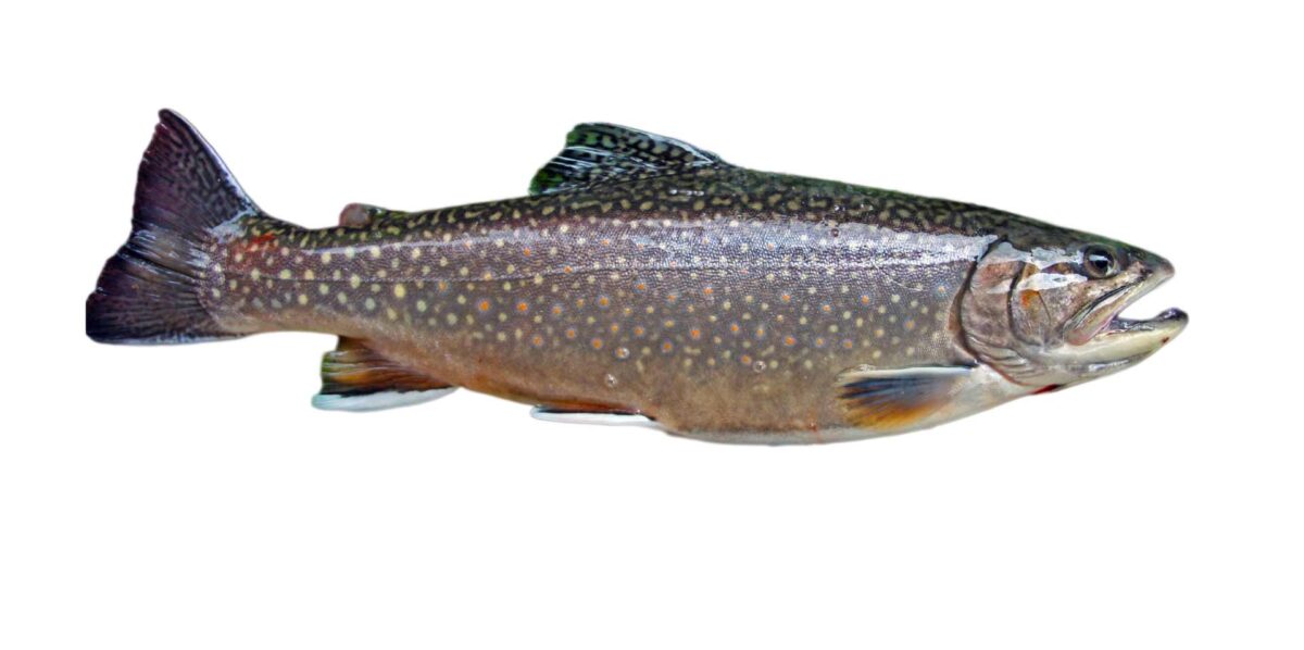 Lake trout appearance