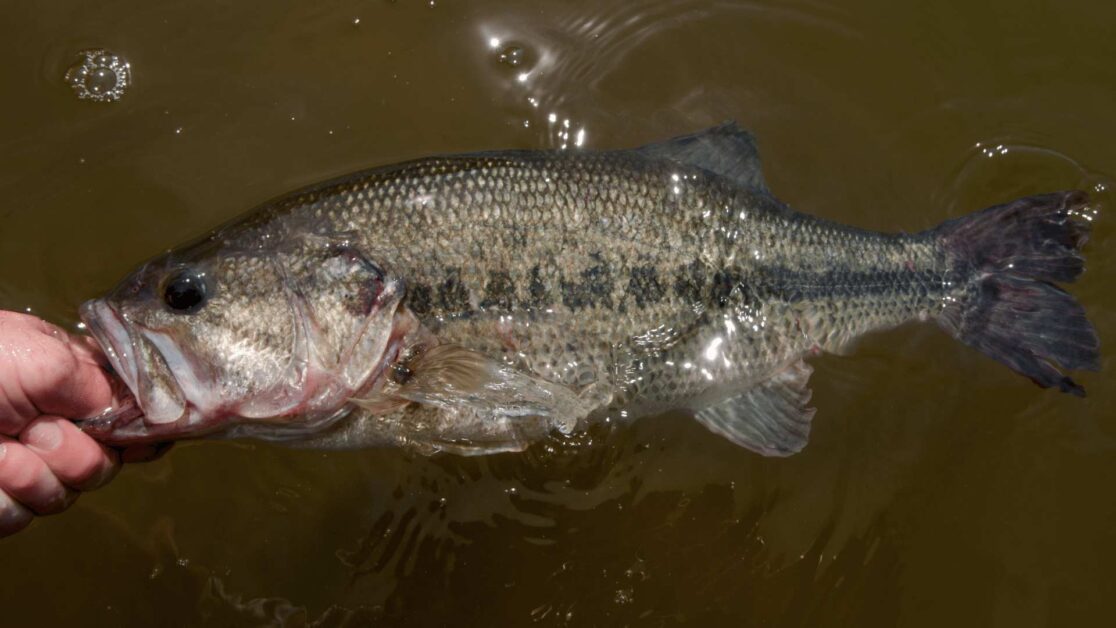 Catching a bass in a creek