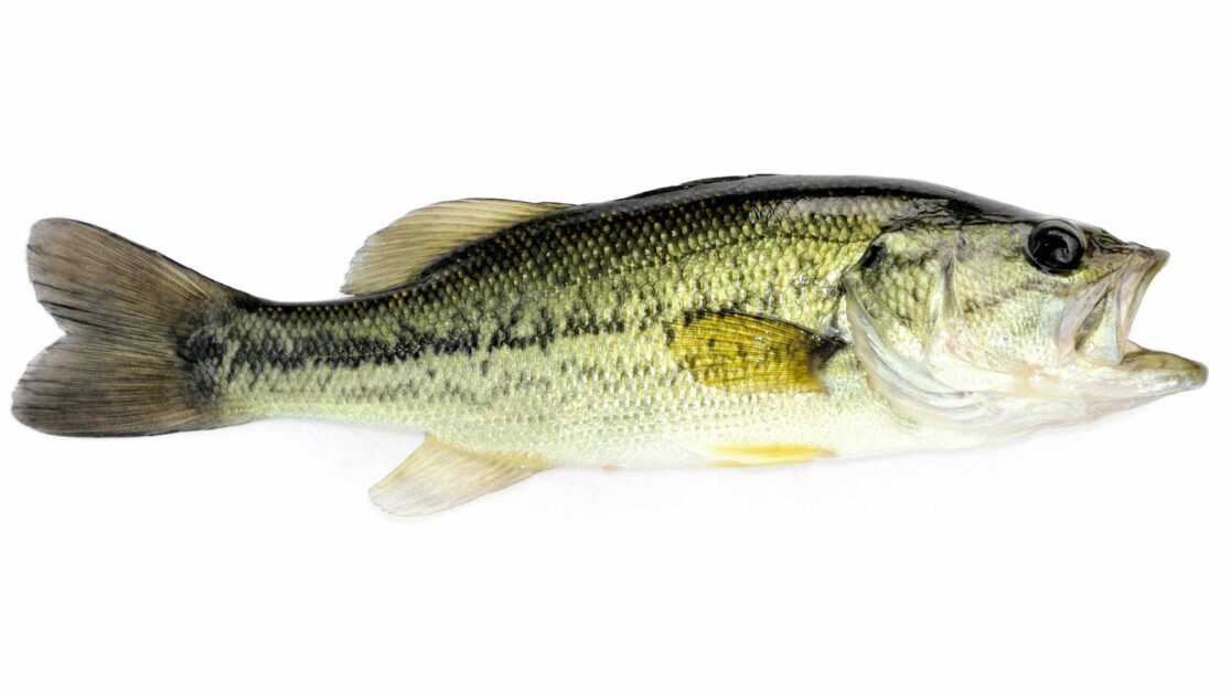 Largemouth bass white background