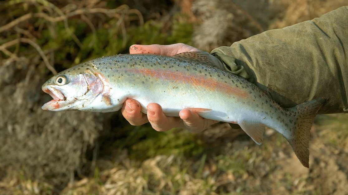 Rainbow trout appearance held above the water