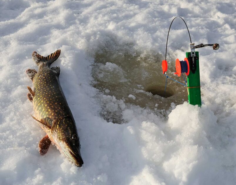 northern pike caught while ice fishing