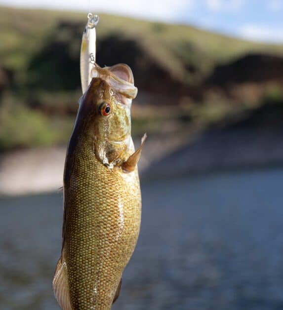 smallmouth bass caught on a hook