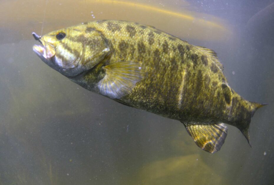 smallmouth bass in a winter river