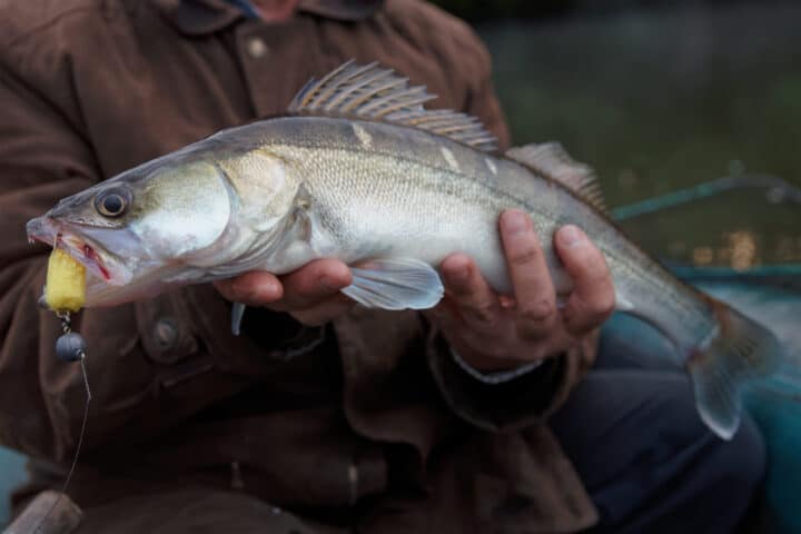 Winter Walleye Fishing Cold Water Classics